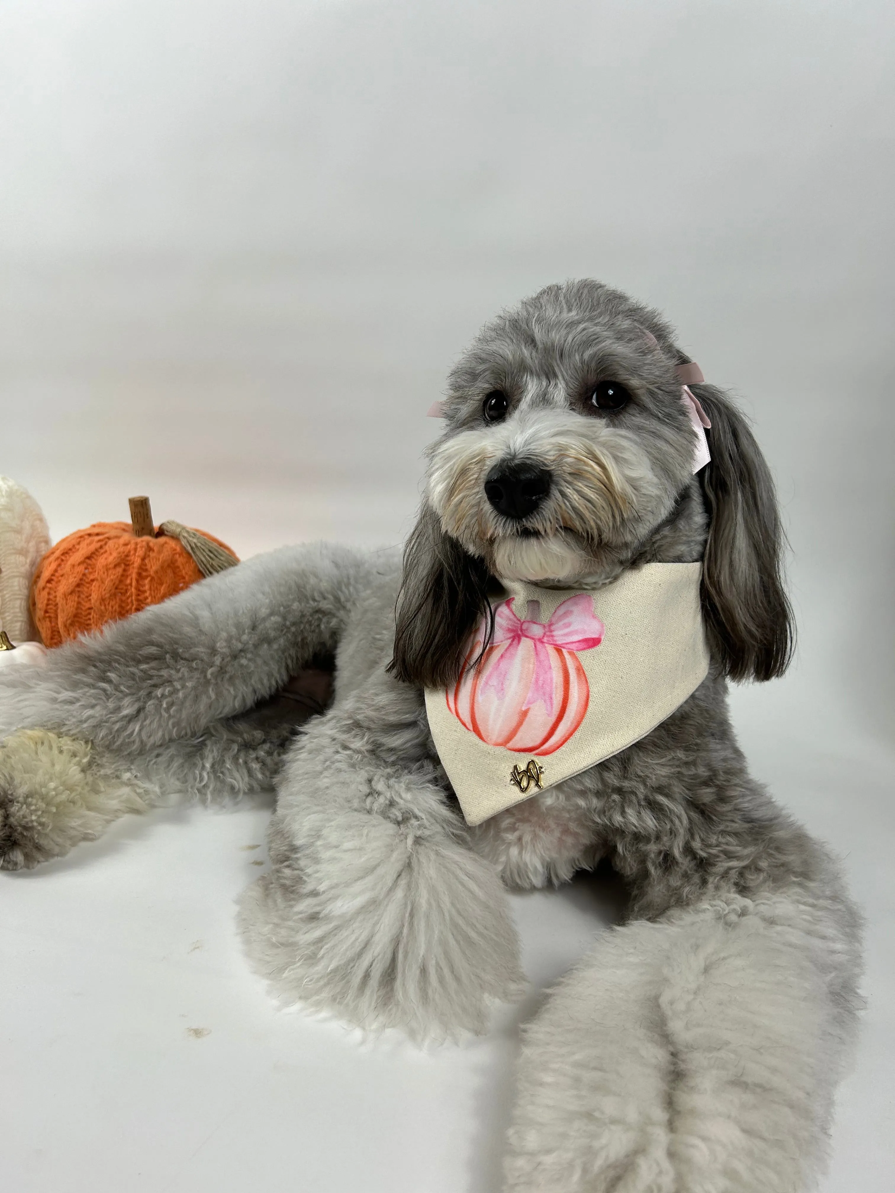 Coquette pumpkin